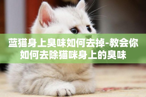 藍貓身上臭味如何去掉-教會你如何去除貓咪身上的臭味