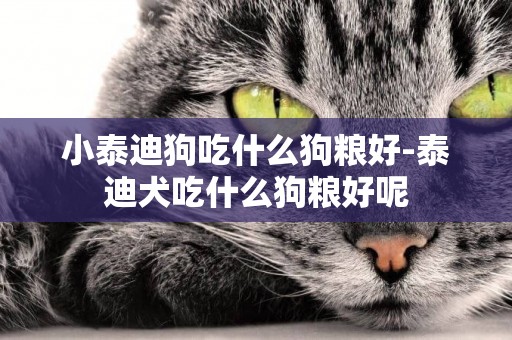 小泰迪狗吃什么狗糧好-泰迪犬吃什么狗糧好呢