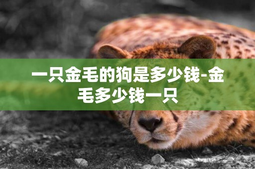 一只金毛的狗是多少錢-金毛多少錢一只