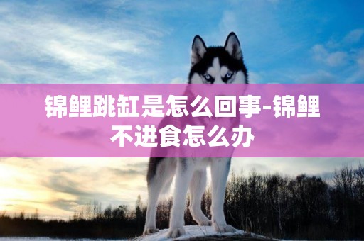 錦鯉跳缸是怎么回事-錦鯉不進食怎么辦