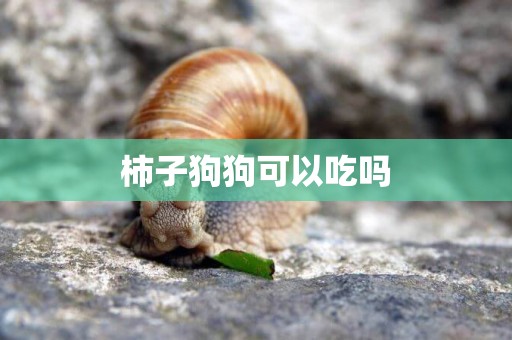 柿子狗狗可以吃嗎
