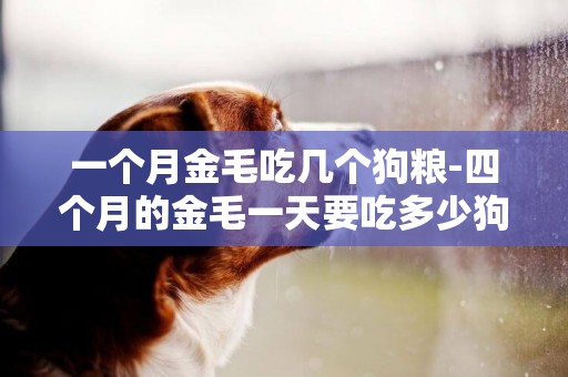 一個月金毛吃幾個狗糧-四個月的金毛一天要吃多少狗糧