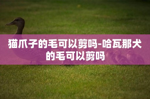貓爪子的毛可以剪嗎-哈瓦那犬的毛可以剪嗎