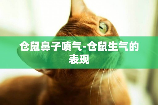 倉鼠鼻子噴氣-倉鼠生氣的表現