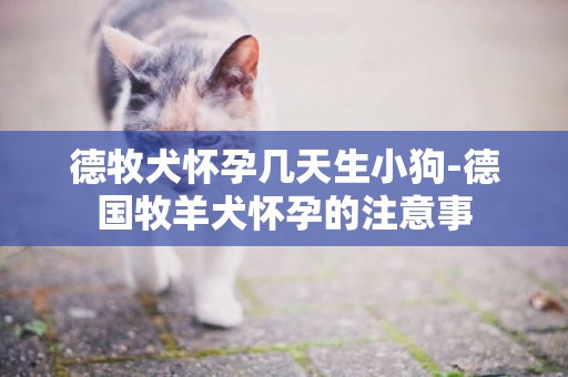 德牧犬懷孕幾天生小狗-德國牧羊犬懷孕的注意事