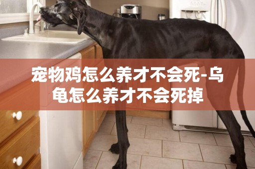 寵物雞怎么養才不會死-烏龜怎么養才不會死掉