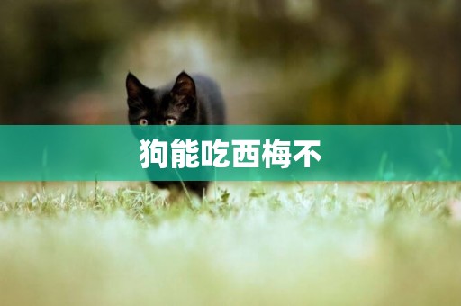狗能吃西梅不