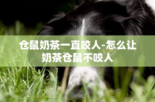倉鼠奶茶一直咬人-怎么讓奶茶倉鼠不咬人