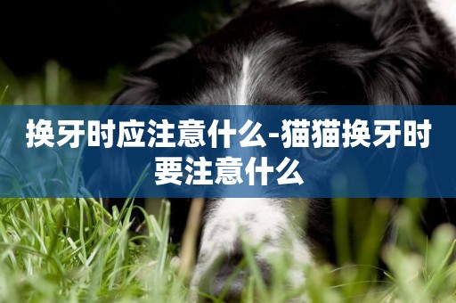換牙時應注意什么-貓貓換牙時要注意什么