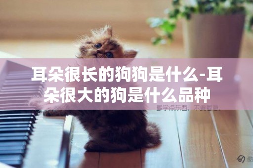 耳朵很長的狗狗是什么-耳朵很大的狗是什么品種