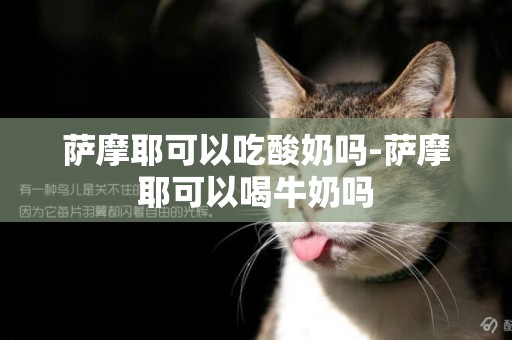 薩摩耶可以吃酸奶嗎-薩摩耶可以喝牛奶嗎