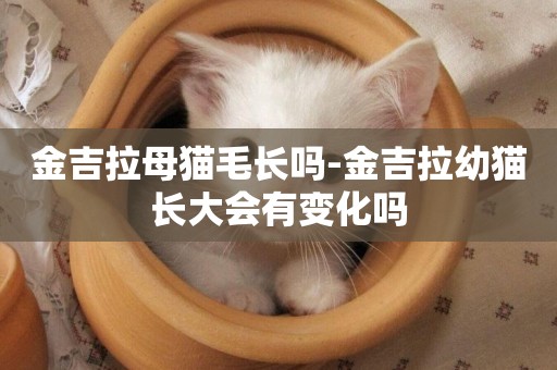 金吉拉母貓毛長嗎-金吉拉幼貓長大會有變化嗎