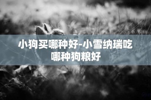 小狗買哪種好-小雪納瑞吃哪種狗糧好