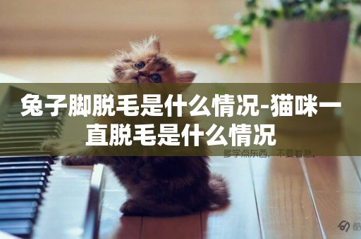 兔子腳脫毛是什么情況-貓咪一直脫毛是什么情況