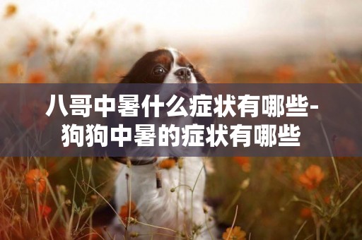 八哥中暑什么癥狀有哪些-狗狗中暑的癥狀有哪些
