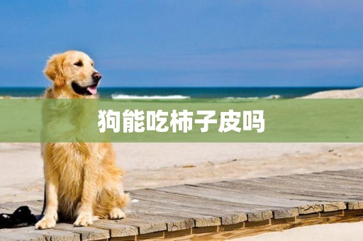 狗能吃柿子皮嗎
