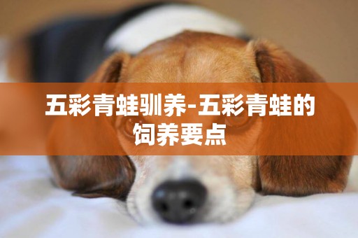 五彩青蛙馴養-五彩青蛙的飼養要點
