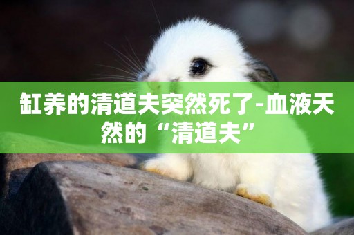 缸養的清道夫突然死了-血液天然的“清道夫”