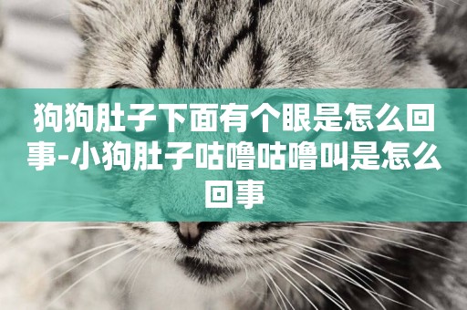 狗狗肚子下面有個眼是怎么回事-小狗肚子咕嚕咕嚕叫是怎么回事