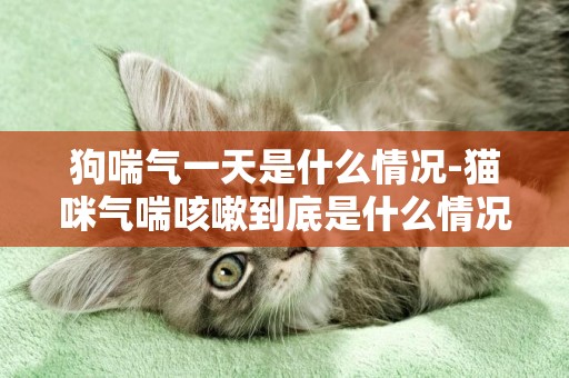 狗喘氣一天是什么情況-貓咪氣喘咳嗽到底是什么情況