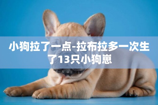 小狗拉了一點-拉布拉多一次生了13只小狗崽