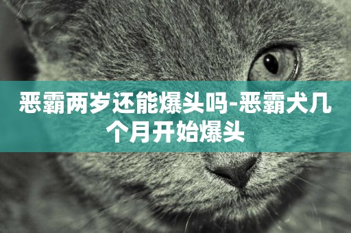 惡霸兩歲還能爆頭嗎-惡霸犬幾個月開始爆頭