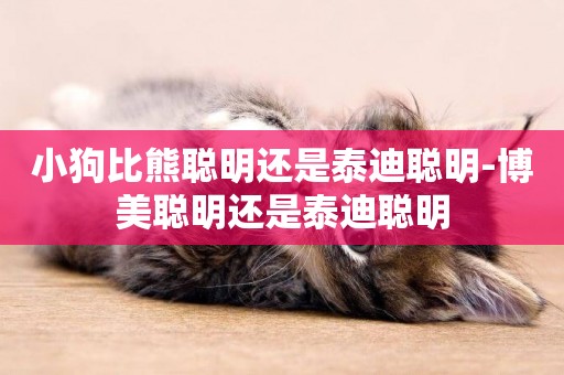 小狗比熊聰明還是泰迪聰明-博美聰明還是泰迪聰明
