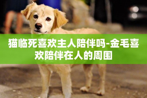 貓臨死喜歡主人陪伴嗎-金毛喜歡陪伴在人的周圍