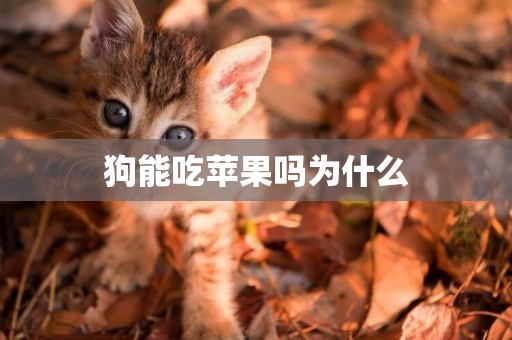狗能吃蘋果嗎為什么