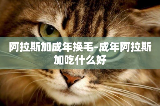 阿拉斯加成年換毛-成年阿拉斯加吃什么好