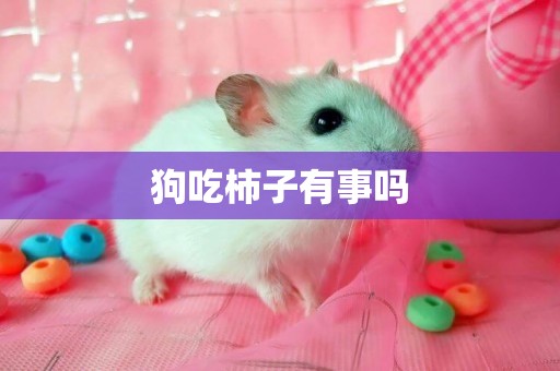 狗吃柿子有事嗎