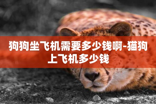 狗狗坐飛機需要多少錢啊-貓狗上飛機多少錢