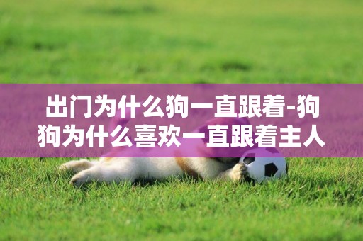 出門為什么狗一直跟著-狗狗為什么喜歡一直跟著主人