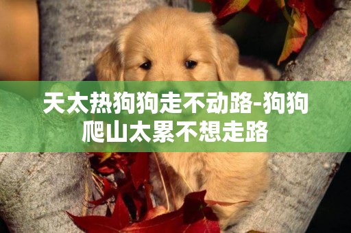 天太熱狗狗走不動路-狗狗爬山太累不想走路