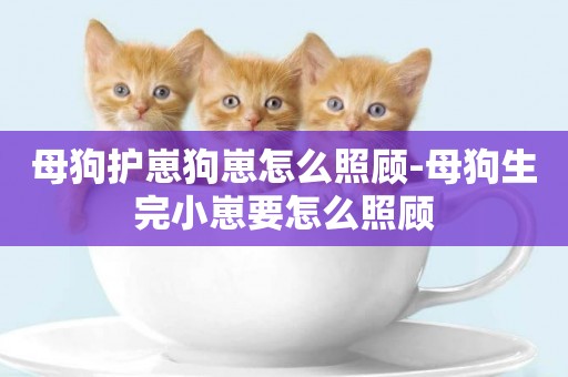 母狗護崽狗崽怎么照顧-母狗生完小崽要怎么照顧