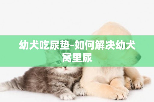 幼犬吃尿墊-如何解決幼犬窩里尿