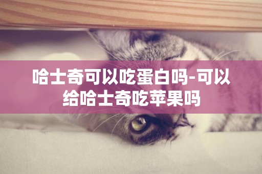 哈士奇可以吃蛋白嗎-可以給哈士奇吃蘋果嗎