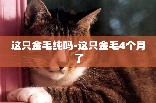 這只金毛純嗎-這只金毛4個月了