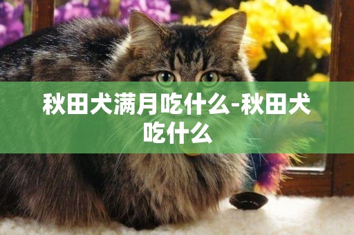 秋田犬滿月吃什么-秋田犬吃什么