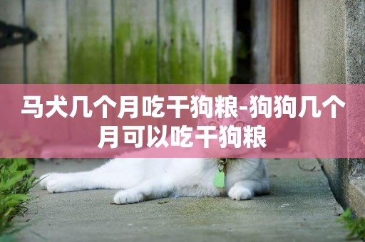 馬犬幾個月吃干狗糧-狗狗幾個月可以吃干狗糧
