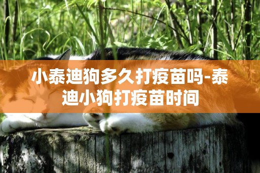 小泰迪狗多久打疫苗嗎-泰迪小狗打疫苗時間