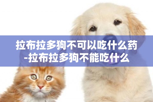 拉布拉多狗不可以吃什么藥-拉布拉多狗不能吃什么