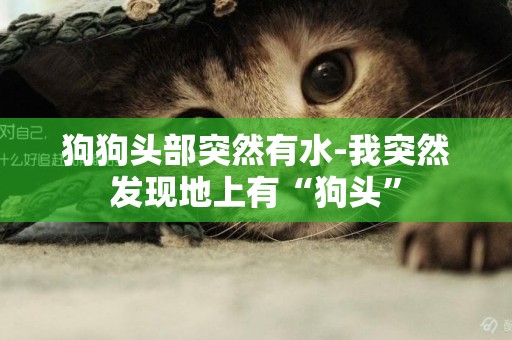 狗狗頭部突然有水-我突然發現地上有“狗頭”