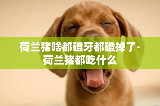 荷蘭豬啥都磕牙都磕掉了-荷蘭豬都吃什么