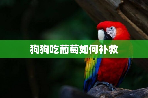 狗狗吃葡萄如何補救