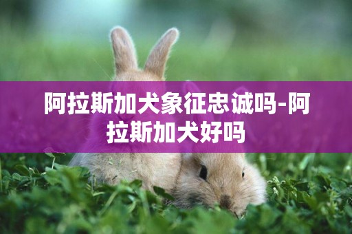 阿拉斯加犬象征忠誠嗎-阿拉斯加犬好嗎
