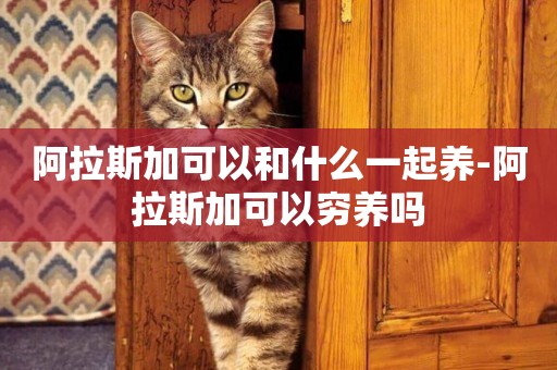 阿拉斯加可以和什么一起養-阿拉斯加可以窮養嗎