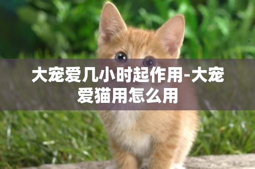 大寵愛幾小時起作用-大寵愛貓用怎么用
