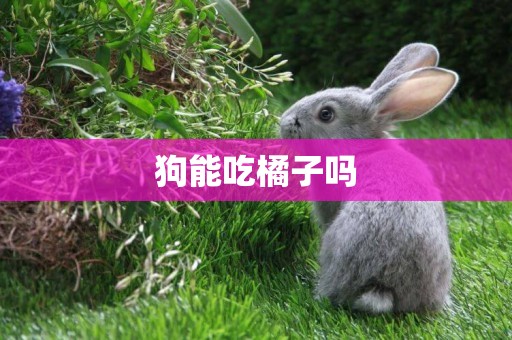 狗能吃橘子嗎