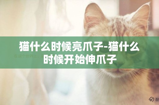 貓什么時候亮爪子-貓什么時候開始伸爪子